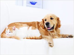 doctor-zoo-kastracia-sterilizacia-0