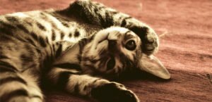 doctor-zoo-kastracia-sterilizacia-1