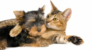doctor-zoo-kastracia-sterilizacia-2